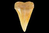 Serrated, Fossil Great White Shark (Carcharodon) Tooth #142302-1